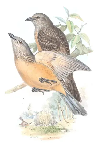 Supplement, plate 36 of Gould's The Birds of Australia: Fawn-breasted Bowerbird (Chlamydera cerviniventris)