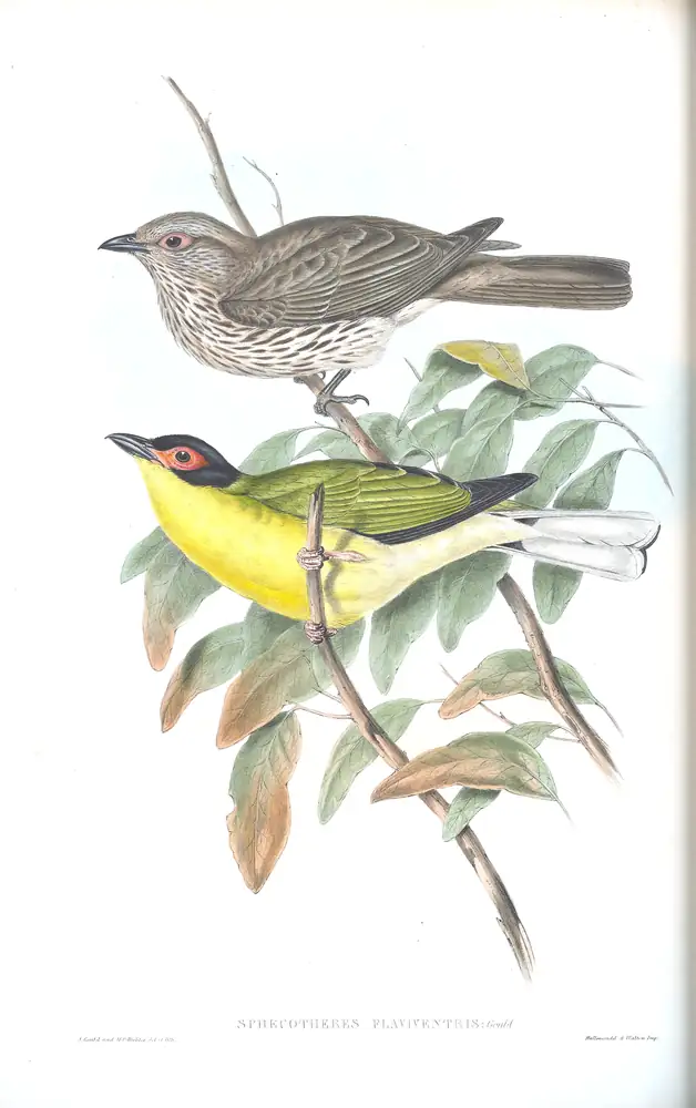 The whole sheet of supplement, plate 37, with its engraved caption
