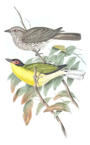 Supplement, plate 37 of Gould's The Birds of Australia: Australasian Figbird (Sphecotheres vieilloti)
