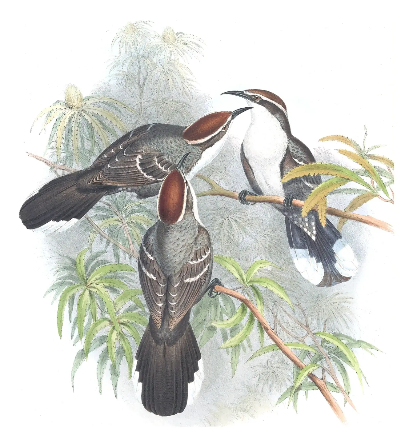 Supplement, plate 38 of Gould's The Birds of Australia: Chestnut-crowned Babbler (Pomatostomus ruficeps)