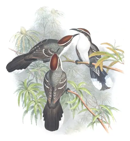 Supplement, plate 38 of Gould's The Birds of Australia: Chestnut-crowned Babbler (Pomatostomus ruficeps)