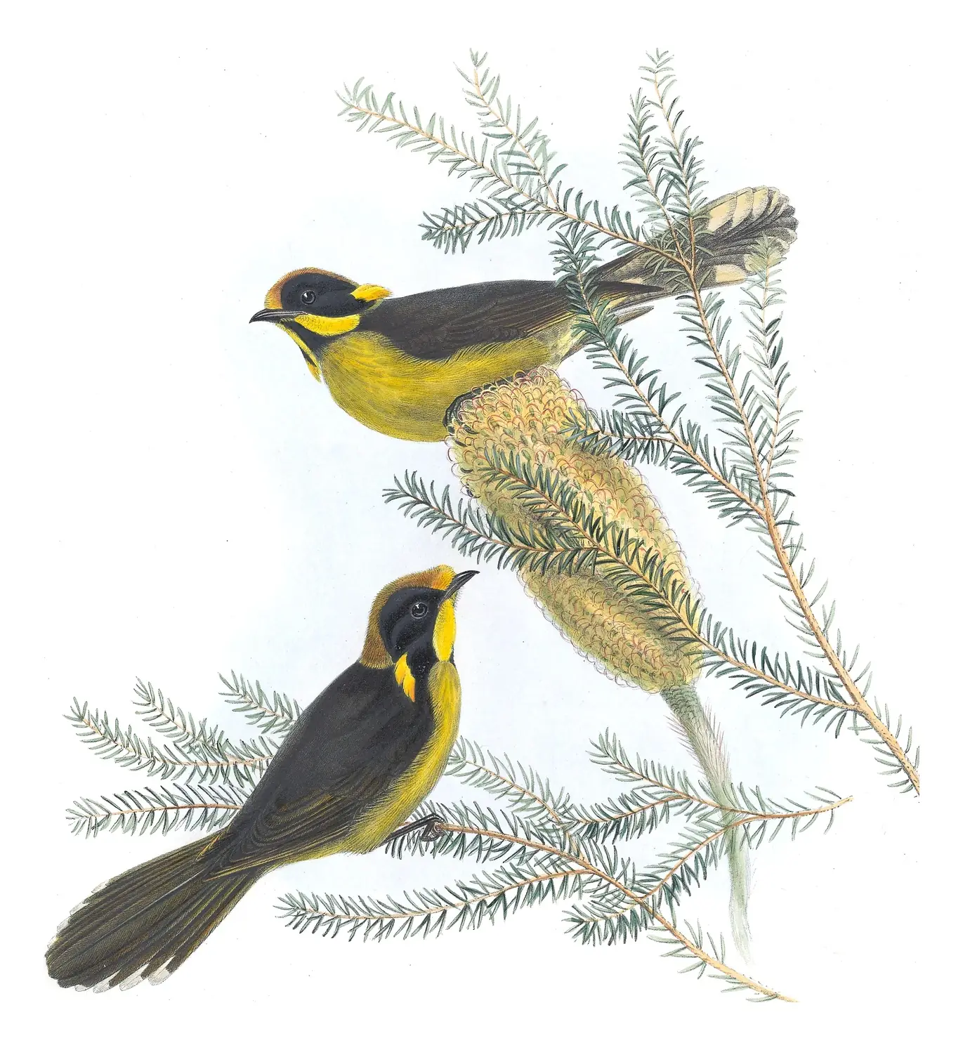 Supplement, plate 39 of Gould's The Birds of Australia: Yellow-tufted Honeyeater (Lichenostomus melanops)