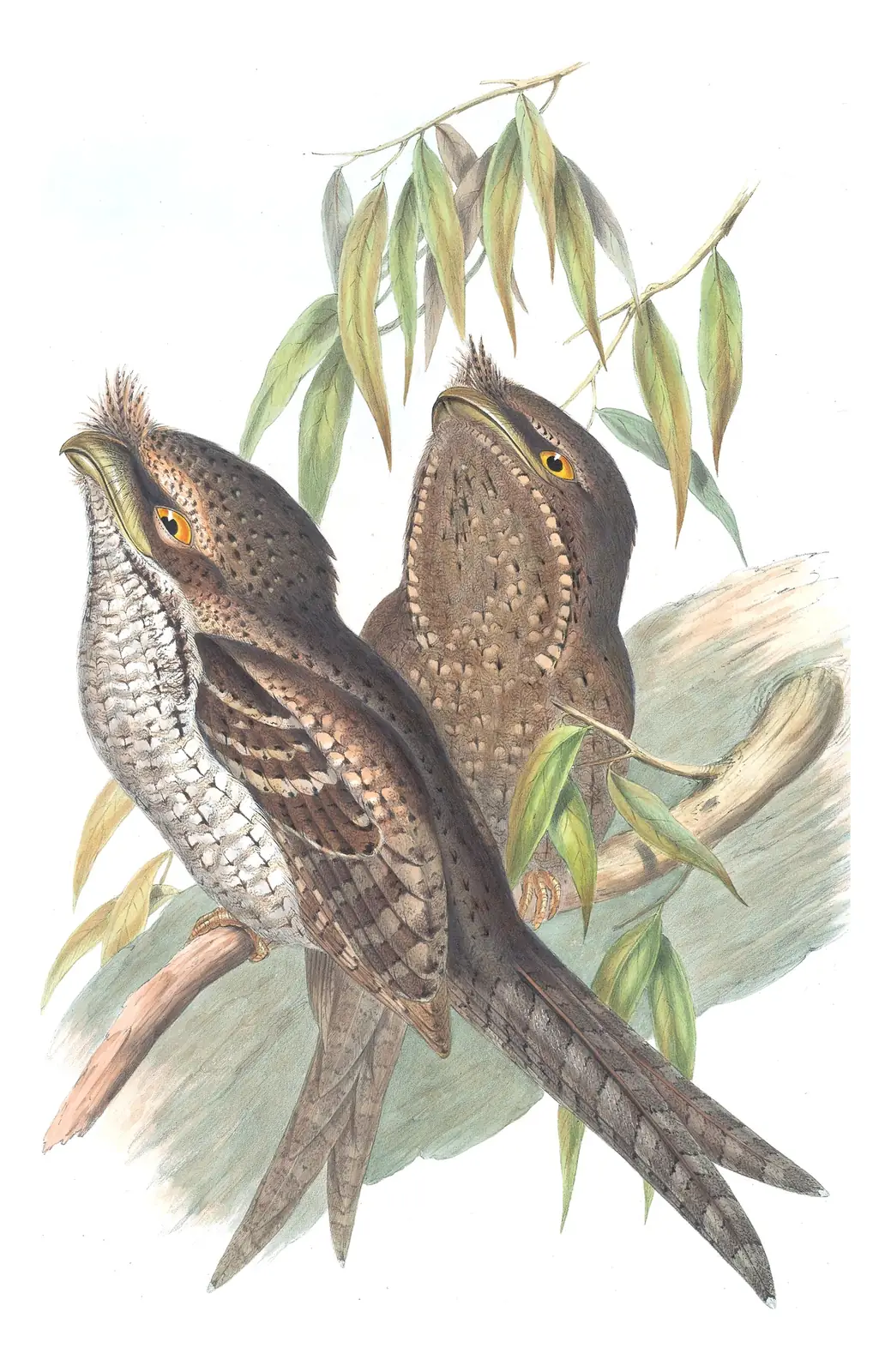Supplement, plate 4 of Gould's The Birds of Australia: Marbled Frogmouth (Podargus ocellatus)