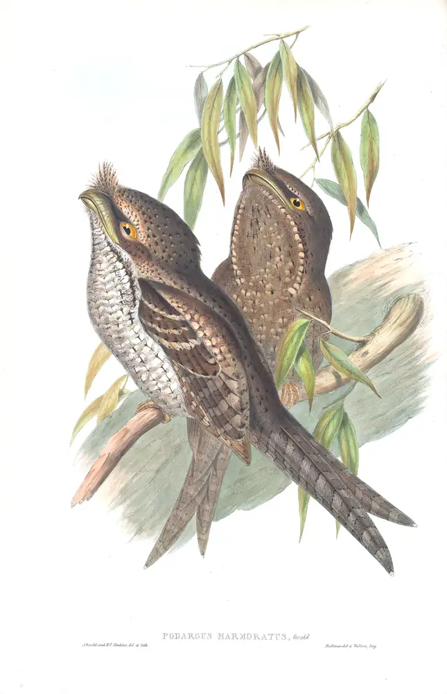 The whole sheet of supplement, plate 4, with its engraved caption