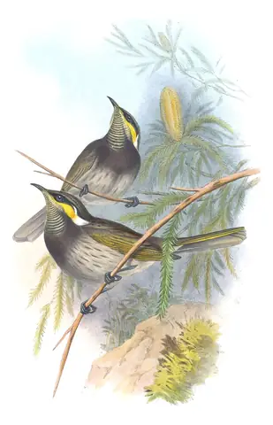 Supplement, plate 40 of Gould's The Birds of Australia: Mangrove Honeyeater (Gavicalis fasciogularis)