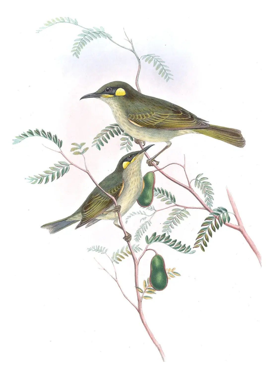 Supplement, plate 41 of Gould's The Birds of Australia: Yellow-spotted Honeyeater (Meliphaga notata)