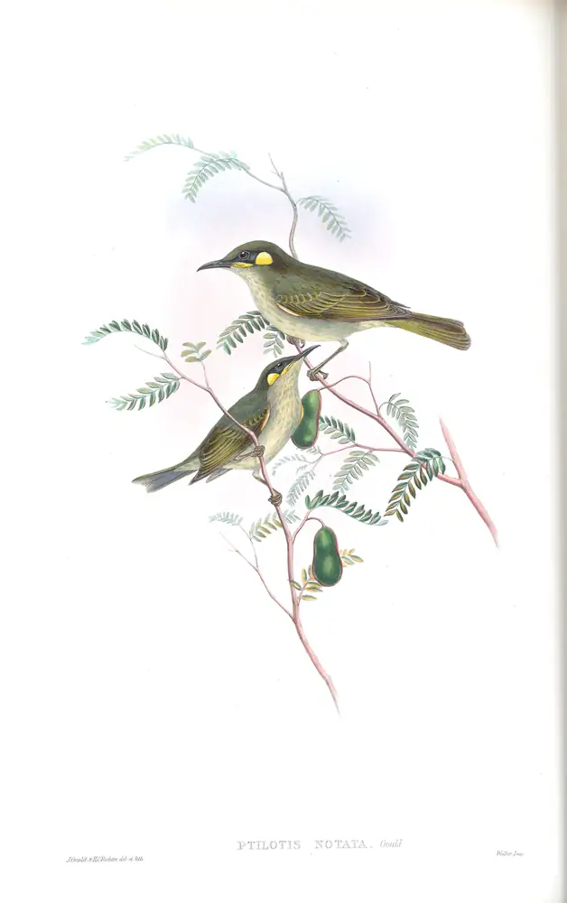 The whole sheet of supplement, plate 41, with its engraved caption