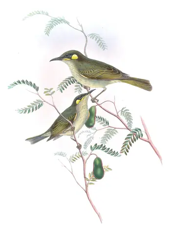 Supplement, plate 41 of Gould's The Birds of Australia: Yellow-spotted Honeyeater (Meliphaga notata)