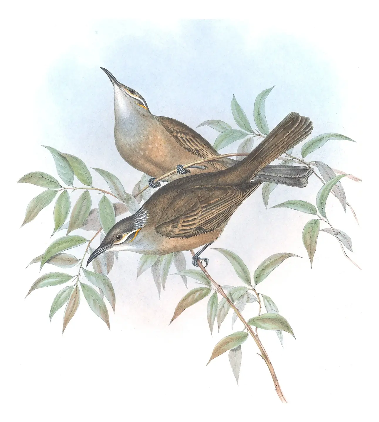 Supplement, plate 42 of Gould's The Birds of Australia: Tawny-breasted Honeyeater (Xanthotis flaviventer)
