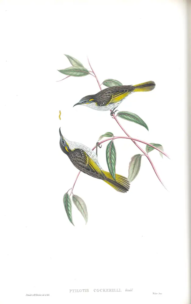 The whole sheet of supplement, plate 43, with its engraved caption