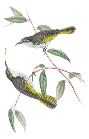 Supplement, plate 43 of Gould's The Birds of Australia: White-streaked Honeyeater (Trichodere cockerelli)