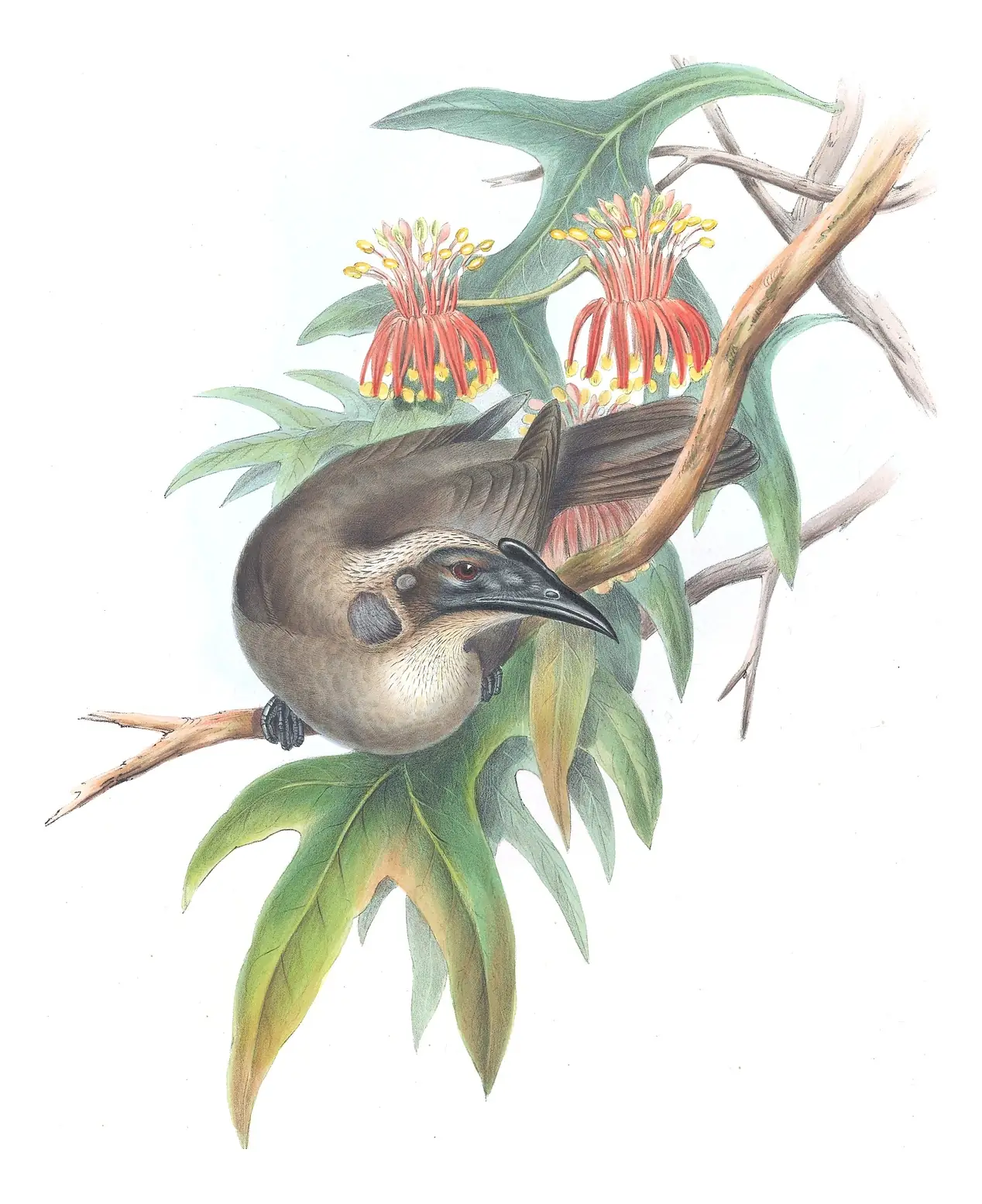 Supplement, plate 44 of Gould's The Birds of Australia: Helmeted Friarbird (Philemon buceroides)