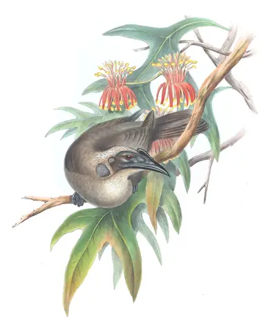 Supplement, plate 44 of Gould's The Birds of Australia: Helmeted Friarbird (Philemon buceroides)