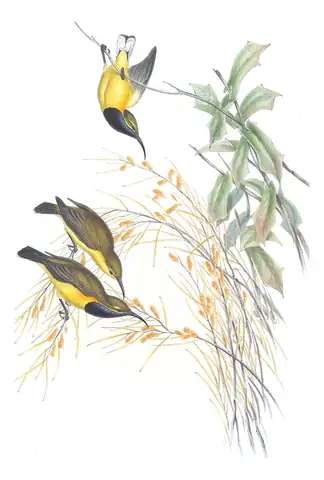 Supplement, plate 45 of Gould's The Birds of Australia: Sahul Sunbird (Cinnyris frenatus)