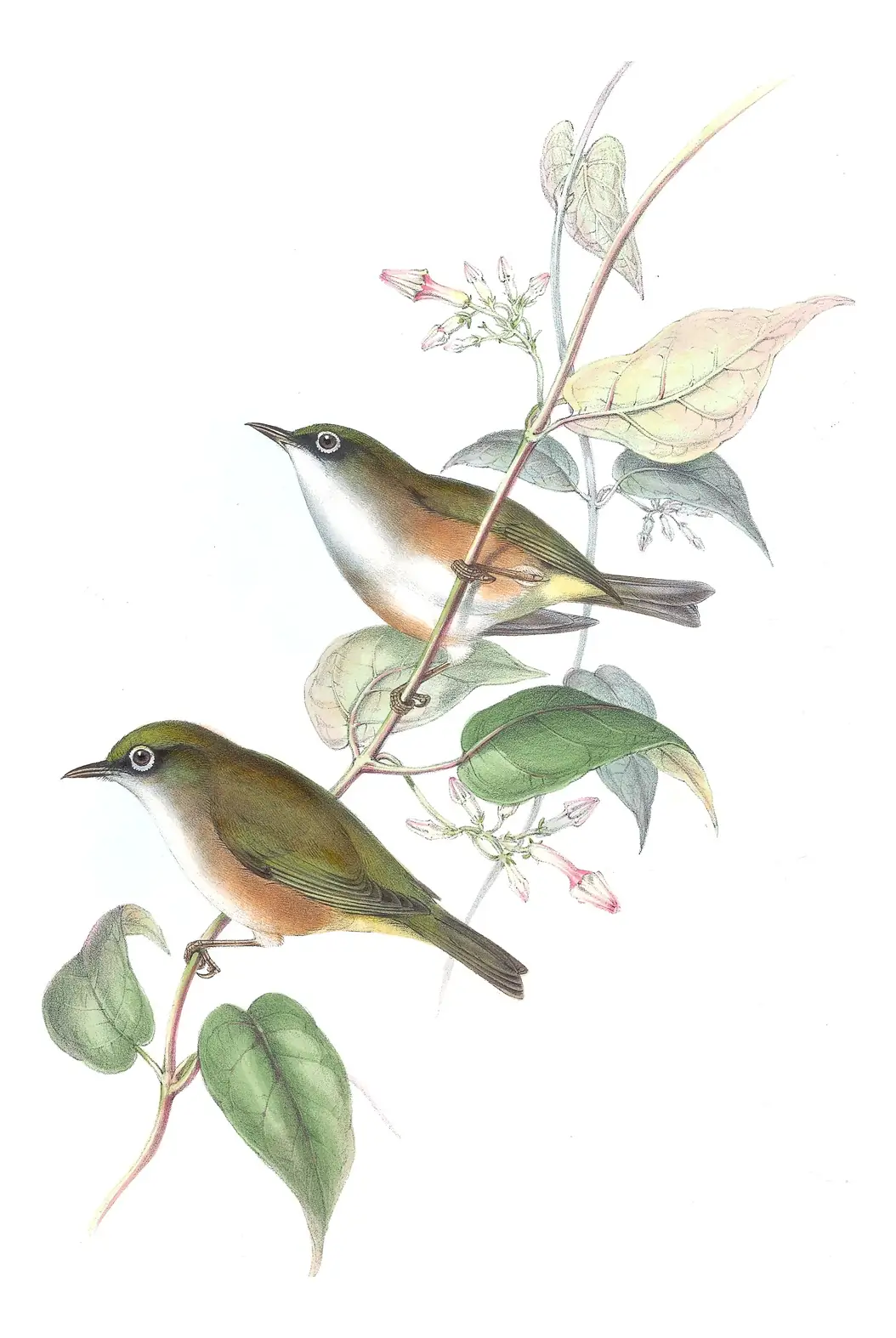Supplement, plate 46 of Gould's The Birds of Australia: White-chested White-eye (Zosterops albogularis)