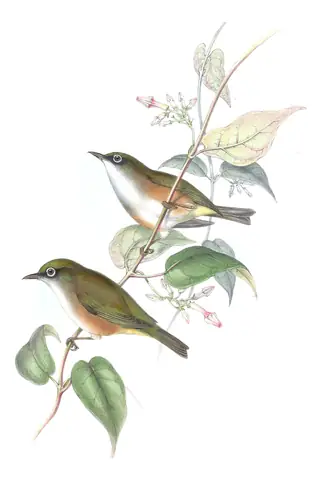 Supplement, plate 46 of Gould's The Birds of Australia: White-chested White-eye (Zosterops albogularis)