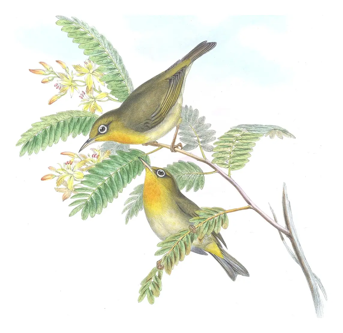 Supplement, plate 47 of Gould's The Birds of Australia: Slender-billed White-eye (Zosterops tenuirostris)