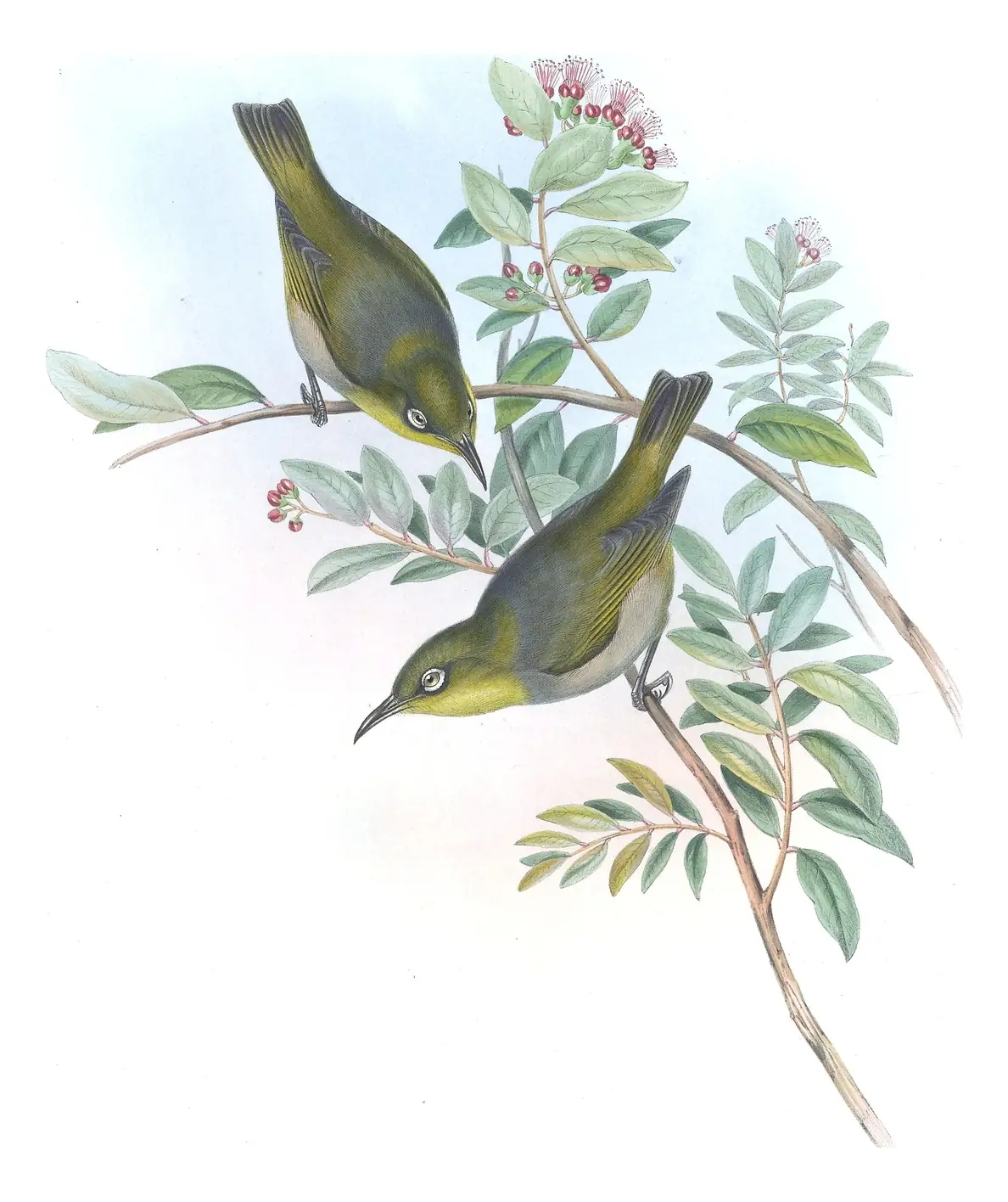 Supplement, plate 48 of Gould's The Birds of Australia: Robust White-eye (Zosterops strenuus)