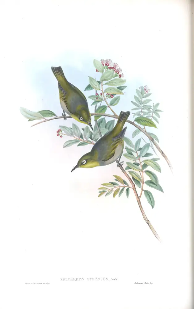 The whole sheet of supplement, plate 48, with its engraved caption
