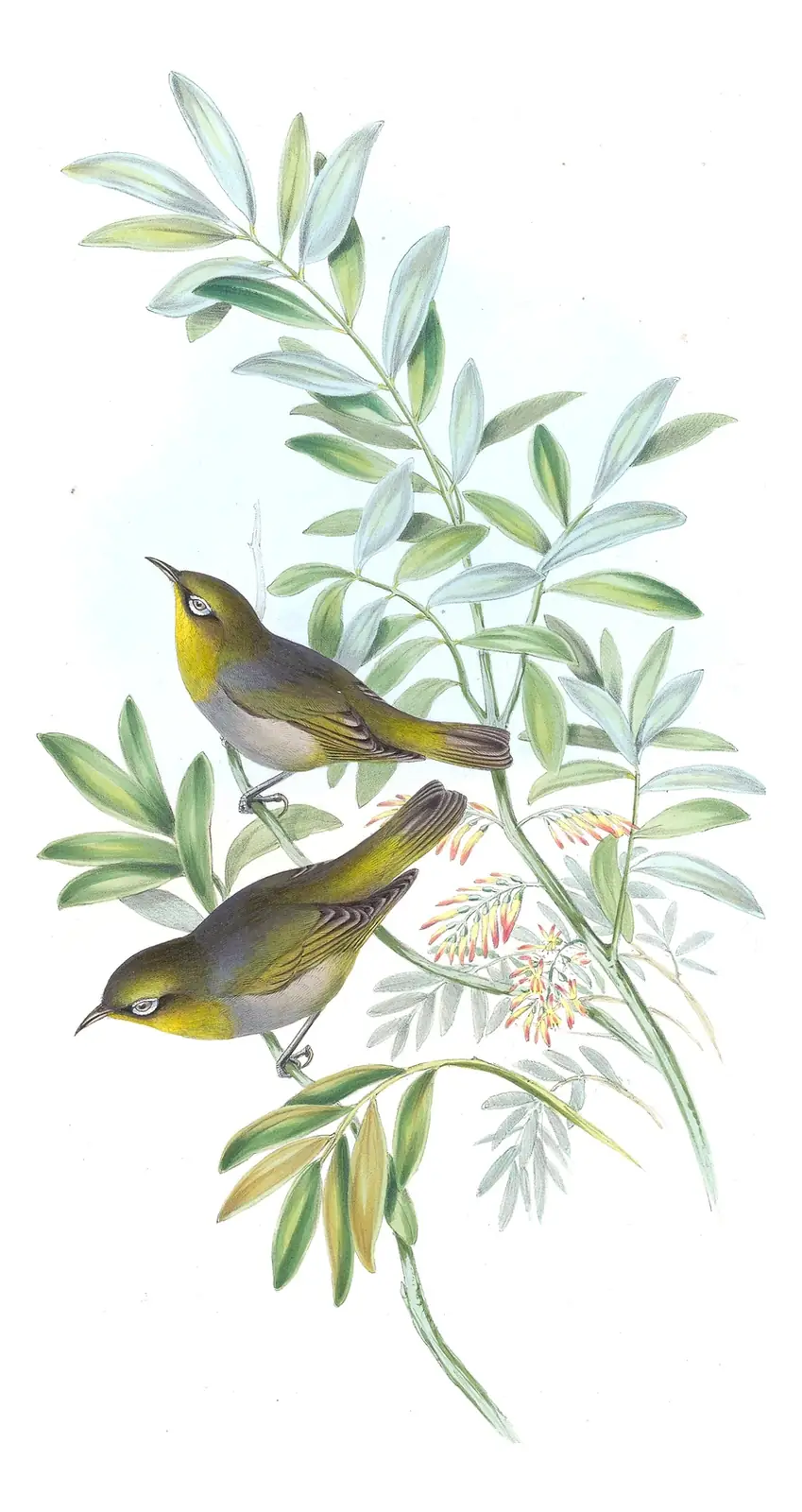 Supplement, plate 49 of Gould's The Birds of Australia: Silvereye (Zosterops lateralis)