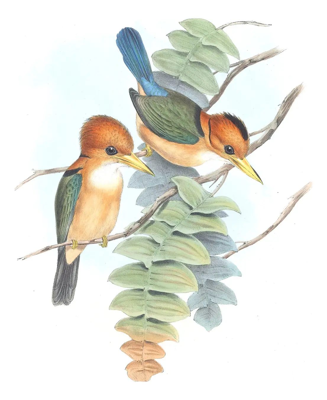 Supplement, plate 5 of Gould's The Birds of Australia: Yellow-billed Kingfisher (Syma torotoro)