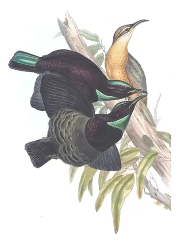 Supplement, plate 50 of Gould's The Birds of Australia: Victoria's Riflebird (Ptiloris victoriae)
