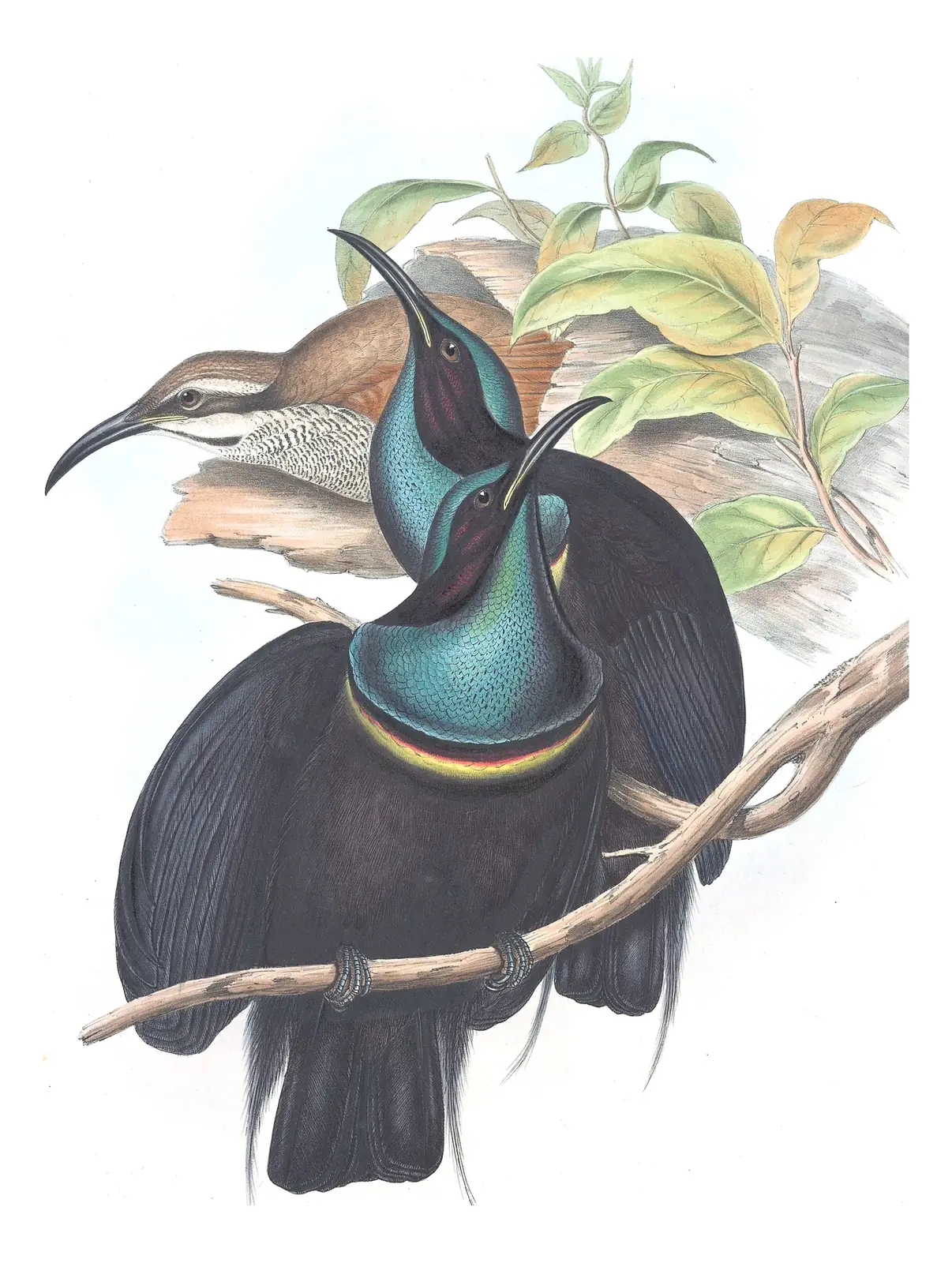 Supplement, plate 51 of Gould's The Birds of Australia: Magnificent Riflebird (Ptiloris magnificus)
