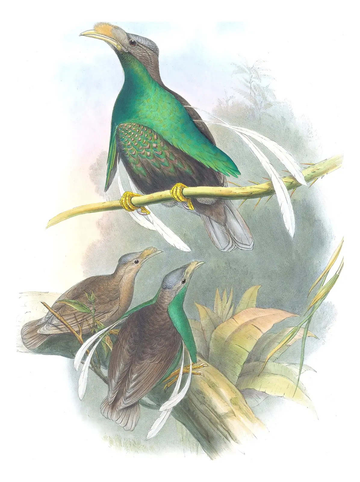 Supplement, plate 52 of Gould's The Birds of Australia: Standardwing Bird-of-Paradise (Semioptera wallacii)