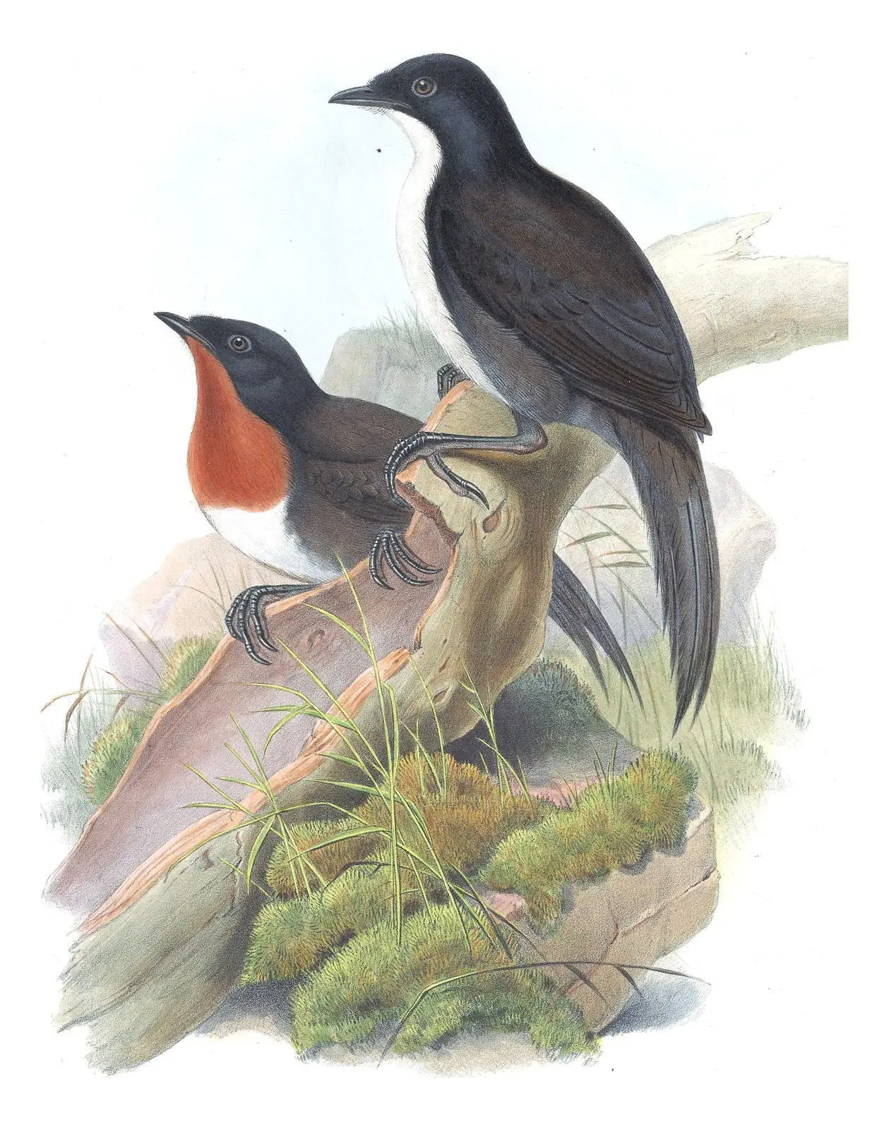 Supplement, plate 53 of Gould's The Birds of Australia: Chowchilla (Orthonyx spaldingii)