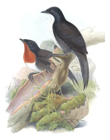 Supplement, plate 53 of Gould's The Birds of Australia: Chowchilla (Orthonyx spaldingii)