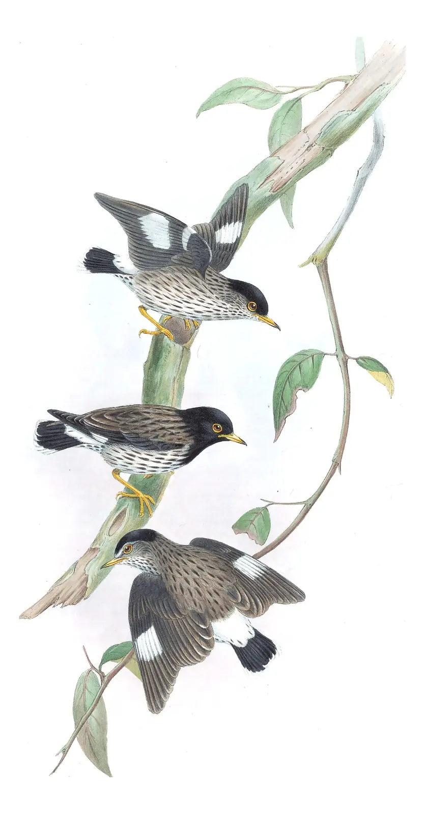 Supplement, plate 54 of Gould's The Birds of Australia: Varied Sittella (Daphoenositta chrysoptera)