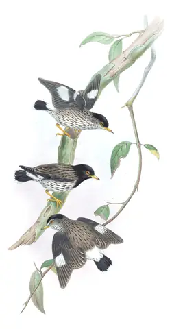 Supplement, plate 54 of Gould's The Birds of Australia: Varied Sittella (Daphoenositta chrysoptera)