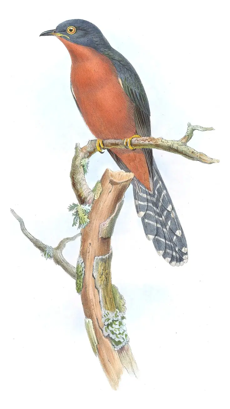 Supplement, plate 55 of Gould's The Birds of Australia: Chestnut-breasted Cuckoo (Cacomantis castaneiventris)