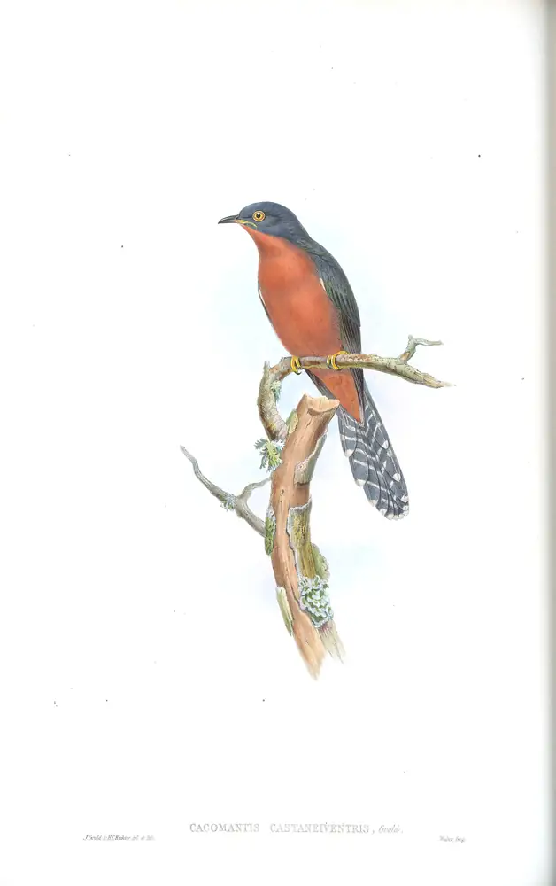 The whole sheet of supplement, plate 55, with its engraved caption