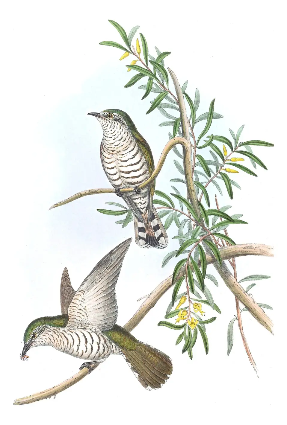 Supplement, plate 56 of Gould's The Birds of Australia: Little Bronze-Cuckoo (Chalcites minutillus)