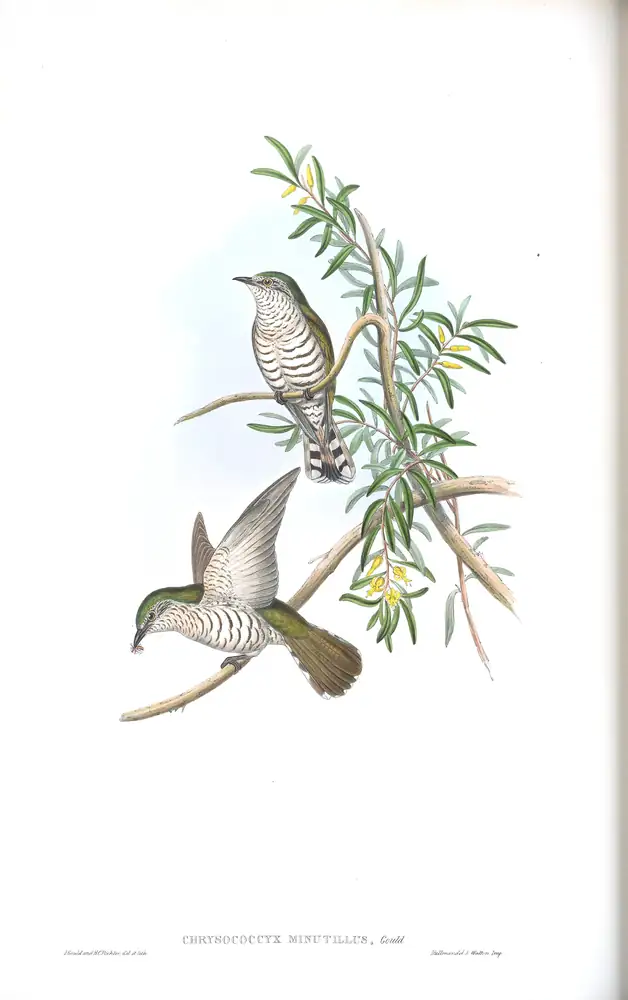 The whole sheet of supplement, plate 56, with its engraved caption