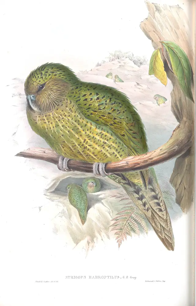 The whole sheet of supplement, plate 57, with its engraved caption