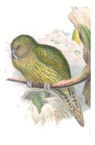 Supplement, plate 57 of Gould's The Birds of Australia: Kakapo (Strigops habroptilus)