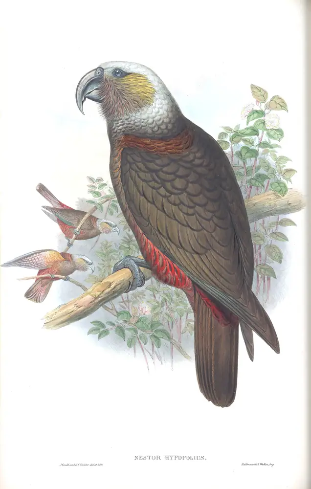 The whole sheet of supplement, plate 58, with its engraved caption