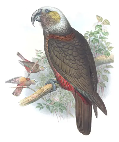 Supplement, plate 58 of Gould's The Birds of Australia: New Zealand Kaka (Nestor meridionalis)