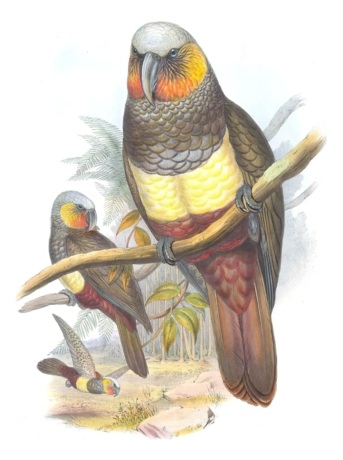 Supplement, plate 59 of Gould's The Birds of Australia: New Zealand Kaka (Nestor meridionalis)