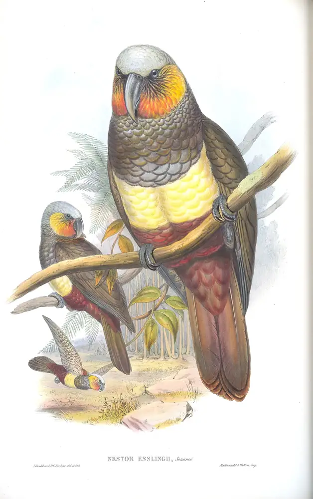 The whole sheet of supplement, plate 59, with its engraved caption