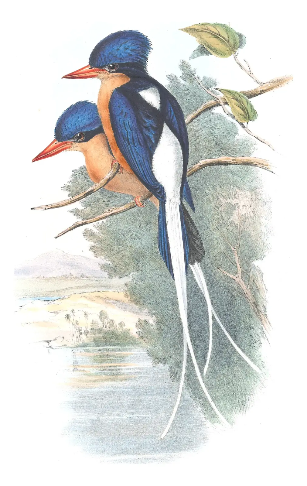 Supplement, plate 6 of Gould's The Birds of Australia: Buff-breasted Paradise-Kingfisher (Tanysiptera sylvia)