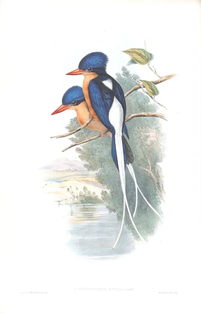 The whole sheet of supplement, plate 6, with its engraved caption