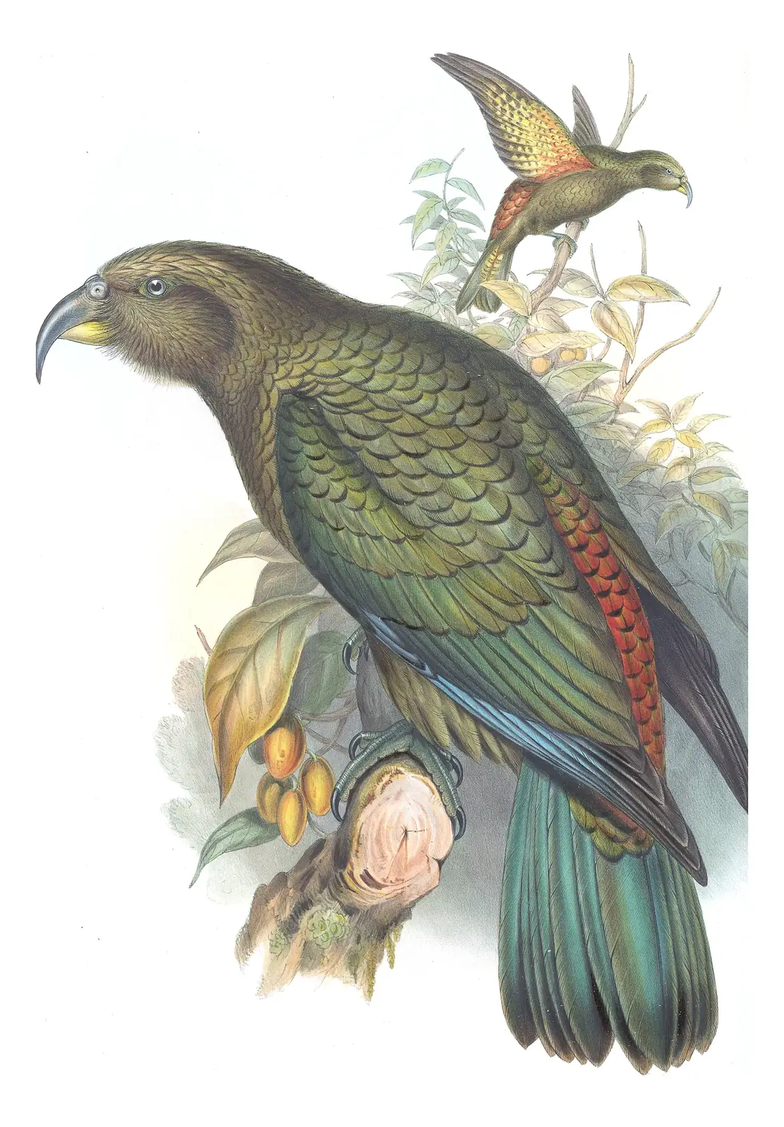 Supplement, plate 60 of Gould's The Birds of Australia: Kea (Nestor notabilis)