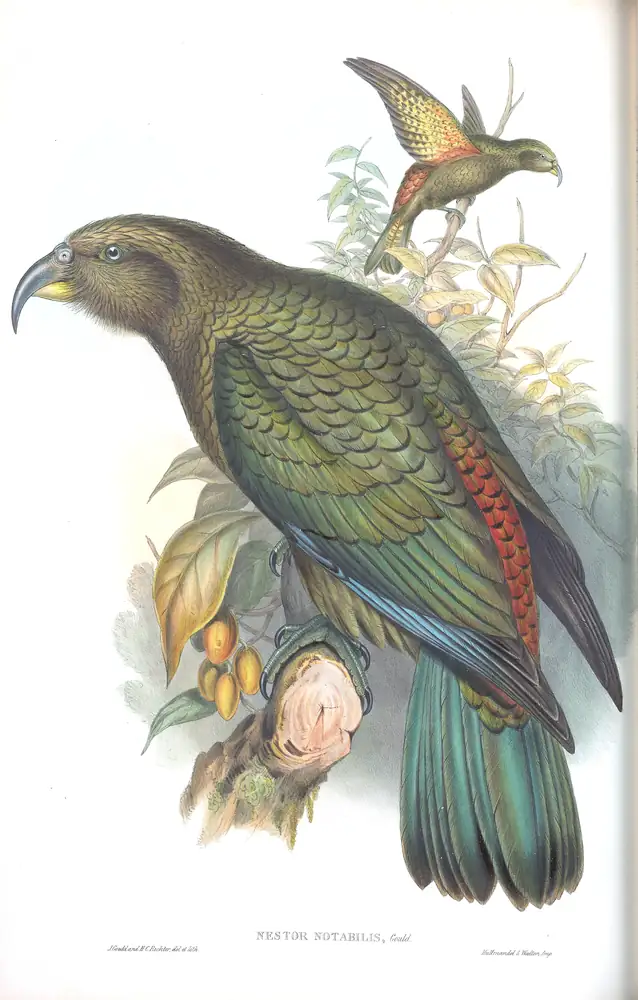 The whole sheet of supplement, plate 60, with its engraved caption