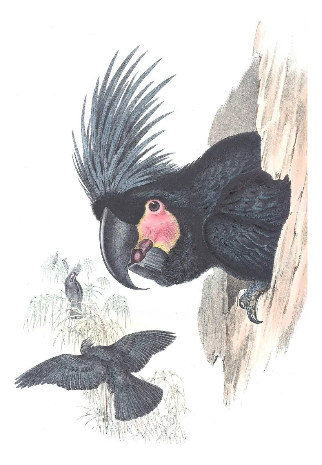 Supplement, plate 61 of Gould's The Birds of Australia: Palm Cockatoo (Probosciger aterrimus)