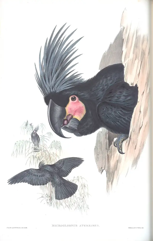 The whole sheet of supplement, plate 61, with its engraved caption