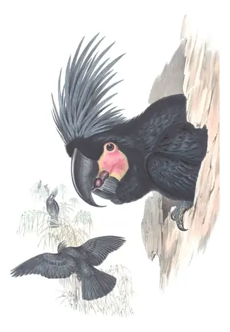 Supplement, plate 61 of Gould's The Birds of Australia: Palm Cockatoo (Probosciger aterrimus)
