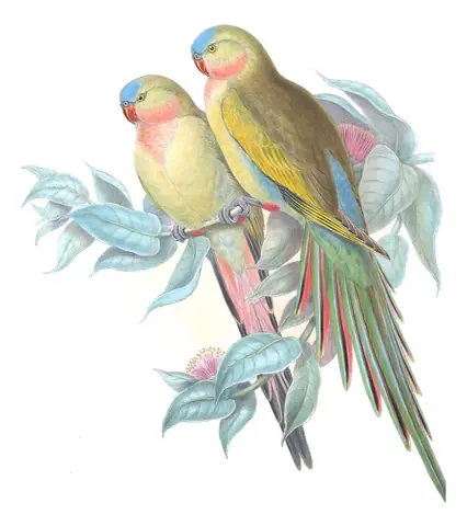 Supplement, plate 62 of Gould's The Birds of Australia: Princess Parrot (Polytelis alexandrae)